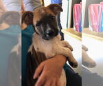 Small #1 Great Dane Mix