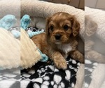 Small Photo #6 Cavalier King Charles Spaniel Puppy For Sale in LOCKPORT, IL, USA