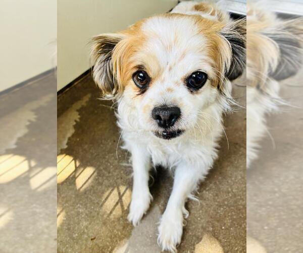 Medium Photo #1 Chihuahua Puppy For Sale in Santa Barbara, CA, USA