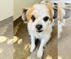 Chihuahua Dogs for adoption in Santa Barbara, CA, USA