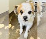 Small Chihuahua