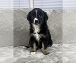 Puppy Girl 6 Australian Shepherd
