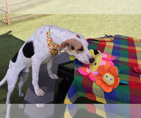 Medium Photo #7 Beagle-Unknown Mix Puppy For Sale in Rockaway, NJ, USA