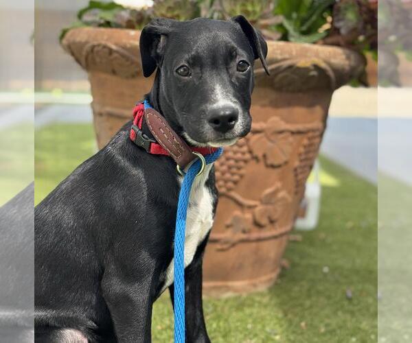 Medium Photo #10 Labrador Retriever-Unknown Mix Puppy For Sale in San Diego, CA, USA