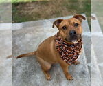 Small #5 Staffordshire Bull Terrier Mix