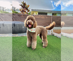 Small Photo #1 Goldendoodle mix (+ Poodle Standard) Puppy For Sale in ORLANDO, FL, USA