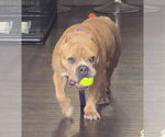Small #16 Mutt