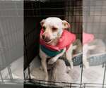 Small Photo #2 Chihuahua-Unknown Mix Puppy For Sale in Visalia, CA, USA
