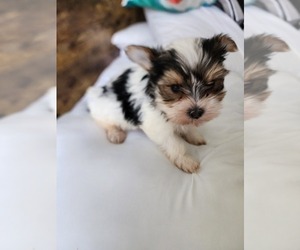 Yorkshire Terrier Puppy for sale in COEUR D ALENE, ID, USA