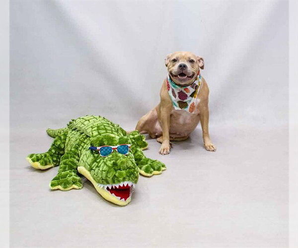 Medium Photo #1 Mutt Puppy For Sale in Sanford, FL, USA