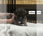 Small Photo #89 German Shepherd Dog Puppy For Sale in LA FAYETTE, NY, USA