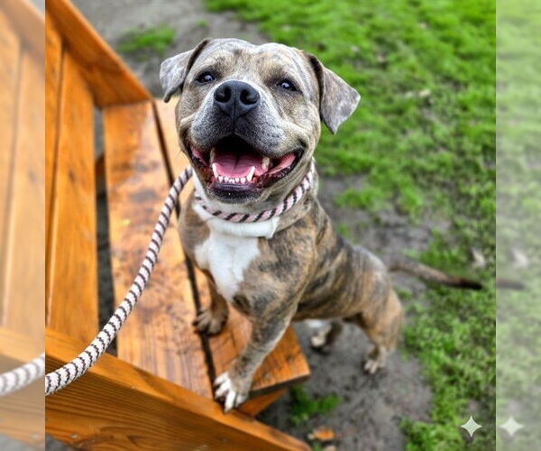 Medium Photo #1 Mutt Puppy For Sale in Long Beach, CA, USA