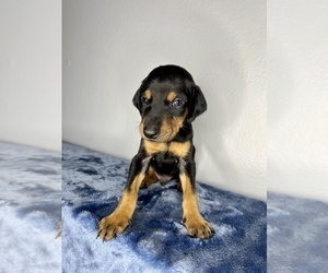Doberman Pinscher Puppy for Sale in BRADENTON, Florida USA