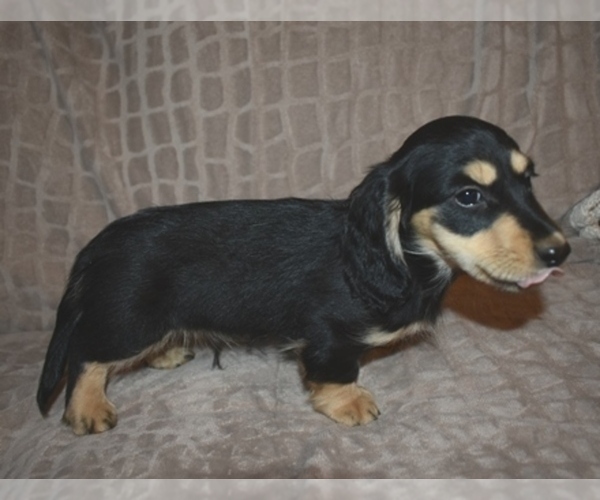Medium Photo #4 Dachshund Puppy For Sale in MC CRORY, AR, USA
