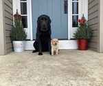 Small Photo #5 Labrador Retriever Puppy For Sale in FRONT ROYAL, VA, USA