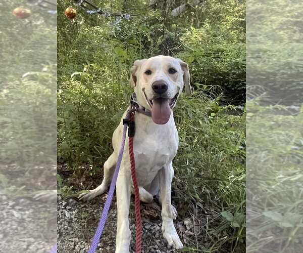 Medium Photo #5 Labrador Retriever-Unknown Mix Puppy For Sale in Boston, MA, USA