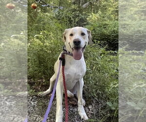 Penny - Female Labrador Retriever-Unknown Mix Dog for Adoption - Photo #5