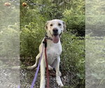 Small #4 Labrador Retriever Mix