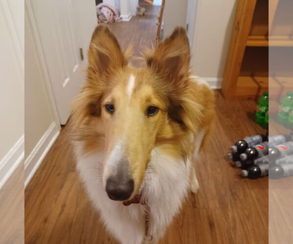 Medium Photo #3 Collie Puppy For Sale in Chantilly, VA, USA