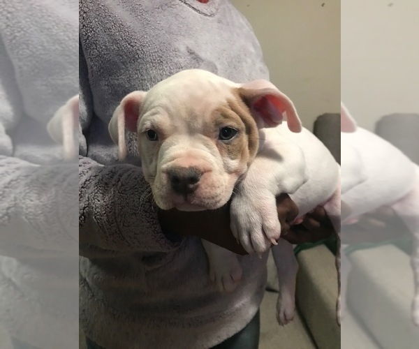 Medium Photo #1 American Bully Puppy For Sale in BOONE, IA, USA