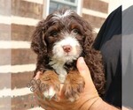 Small #1 Bernedoodle (Miniature)