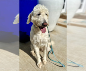 Mother of the Goldendoodle puppies born on 06/17/2025