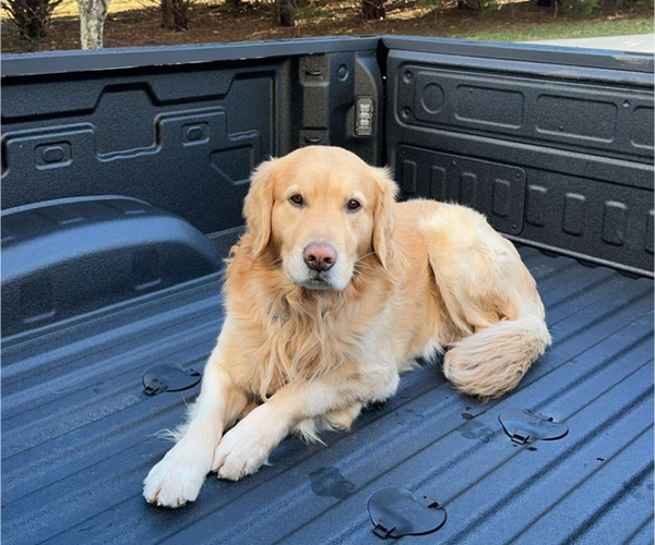 Medium Photo #1 Golden Retriever Puppy For Sale in CONCORD, VA, USA