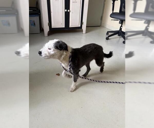 Medium Photo #1 Border Collie-Unknown Mix Puppy For Sale in Santa Cruz, CA, USA