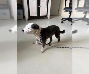 Border Collie-Unknown Mix Dogs for adoption in Santa Cruz, CA, USA
