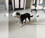 Small Border Collie Mix