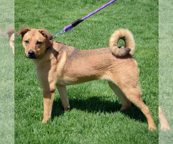 Medium Photo #5 Shepradors Puppy For Sale in Huntley, IL, USA