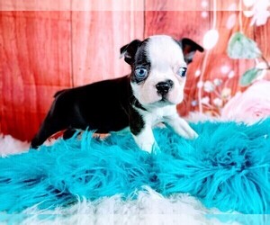 Boston Terrier Puppy for sale in CARTHAGE, TX, USA