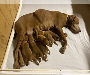 Vizsla Litter for sale in AGUA DULCE, CA, USA