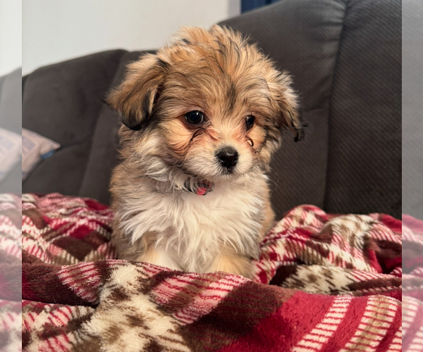 Medium Photo #2 Maltese-Maltipom Mix Puppy For Sale in HUDSON, MA, USA