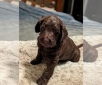 Small Photo #6 Goldendoodle Puppy For Sale in PITTSGROVE, NJ, USA