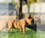 Small #4 French Bulldog