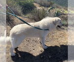 Small #3 Great Pyrenees