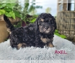 Small Photo #3 Goldendoodle-Poodle (Toy) Mix Puppy For Sale in MILLERSBURG, OH, USA