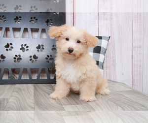 Poochon Puppy for sale in MARIETTA, GA, USA