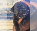 Small #7 Cane Corso
