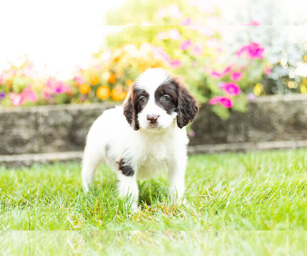 Medium Photo #8 Springerdoodle Puppy For Sale in NAPPANEE, IN, USA