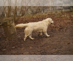 Small #6 English Cream Golden Retriever