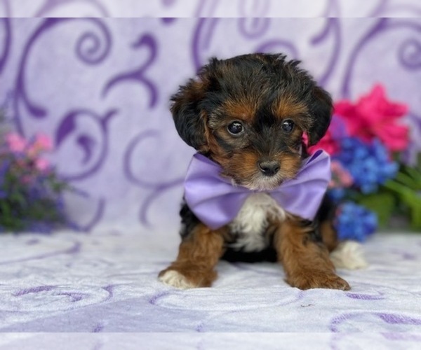 Medium Photo #1 YorkiePoo Puppy For Sale in LANCASTER, PA, USA
