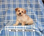 Image preview for Ad Listing. Nickname: Willy