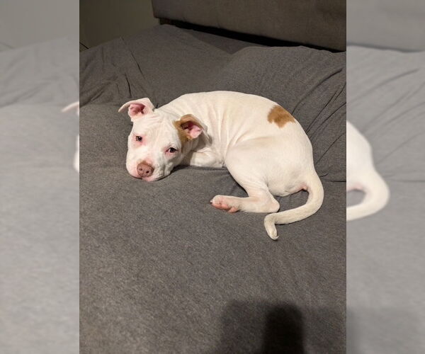 Medium Photo #20 American Staffordshire Terrier-Labrador Retriever Mix Puppy For Sale in Brewster, NY, USA