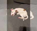 Small #19 American Staffordshire Terrier-Labrador Retriever Mix