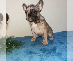 French Bulldog Puppy for sale in HOLLYWOOD, FL, USA