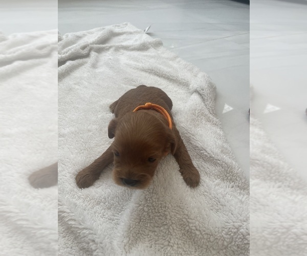 Medium Photo #3 Cavapoo (Standard) Puppy For Sale in MIAMI, FL, USA