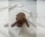 Small #2 Cavapoo (Standard)