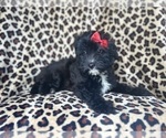 Small #8 Aussiedoodle Miniature 
